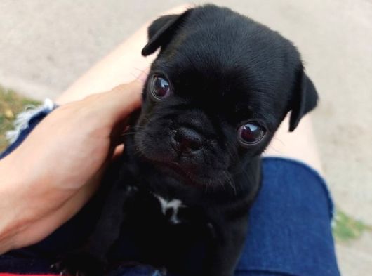 Karafirtirtina Pug Bebekler görsel
