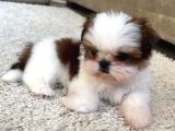 Shih Tzu Yavru Teacup Minik Dişi Ve Erkek Yavru Shihtzu