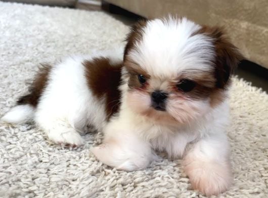 Shih Tzu Yavru Teacup Minik Dişi Ve Erkek Yavru Shihtzu görsel