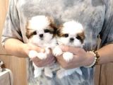 Shih Tzu Yavru Teacup Minik Dişi Ve Erkek Yavru Shihtzu