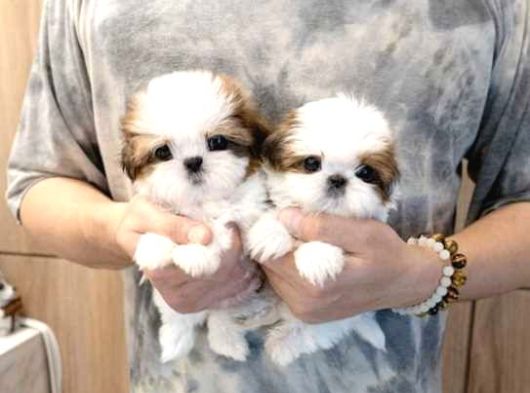 Shih Tzu Yavru Teacup Minik Dişi Ve Erkek Yavru Shihtzu görsel
