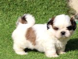 Shih Tzu Yavru Teacup Minik Dişi Ve Erkek Yavru Shihtzu