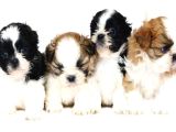 Shih Tzu Yavru Teacup Minik Dişi Ve Erkek Yavru Shihtzu