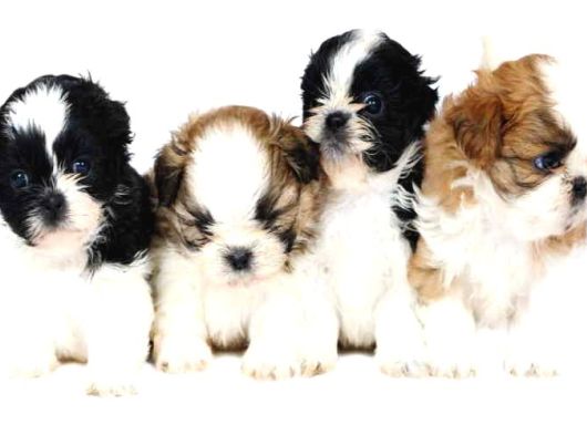 Shih Tzu Yavru Teacup Minik Dişi Ve Erkek Yavru Shihtzu görsel