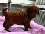 Kore red çIN poodle yavrularımız