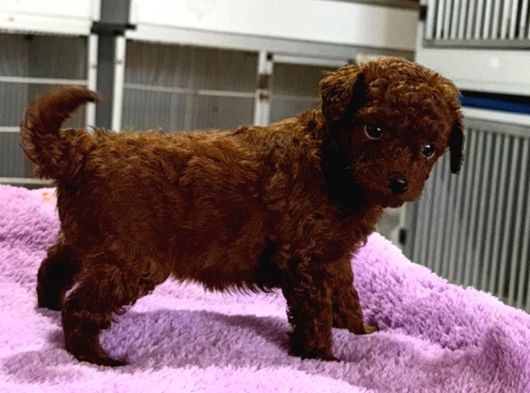 Kore Red Çin Poodle Yavrularımız