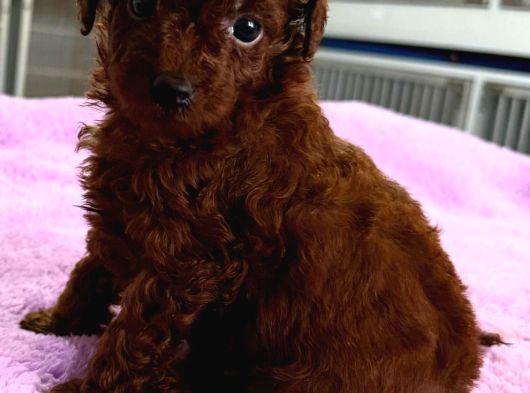 Kore Red Çin Poodle Yavrularımız görsel