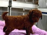 Kore Red Çin Poodle Yavrularımız