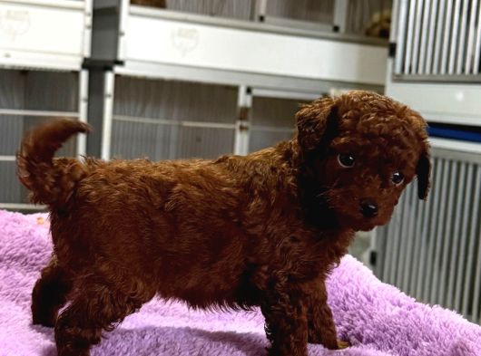Kore Red Çin Poodle Yavrularımız görsel