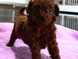 Kore Red Çin Poodle Yavrularımız