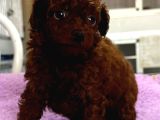 Kore Red Çin Poodle Yavrularımız