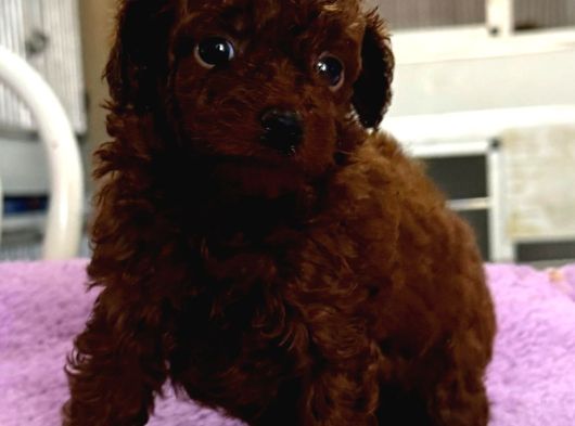Kore Red Çin Poodle Yavrularımız görsel