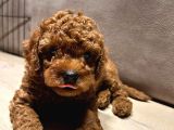 Orjinal Brown Toy Poodle Yavrular