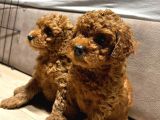 Orjinal Brown Toy Poodle Yavrular