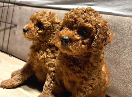 Orjinal Brown Toy Poodle Yavrular görsel