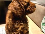 Orjinal Brown Toy Poodle Yavrular