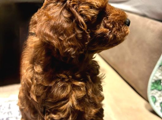 Orjinal Brown Toy Poodle Yavrular görsel