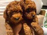 Orjinal brown Toy poodle yavrular