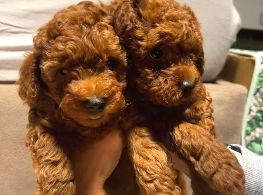 Orjinal Brown Toy Poodle Yavrular