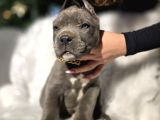 Üst sınıf blue cane corso yavrular