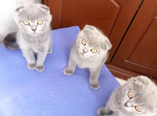 Teslimi Hazır Bebekteslimi Hazır Bebekler Uygun Puan görsel