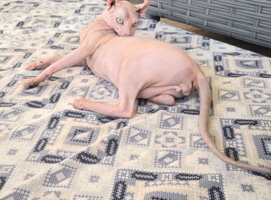 Elf Sphynx Erkek 6 Aylık görsel