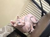 Elf sphynx erkek 6 aylık