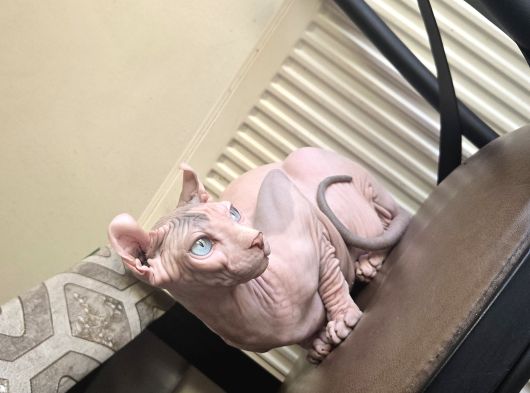 Elf Sphynx Erkek 6 Aylık