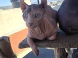 Elf Sphynx Erkek 6 Aylık