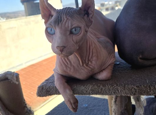 Elf Sphynx Erkek 6 Aylık görsel