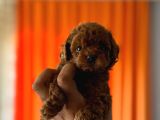 Teacup boy korea poodle kg garantili