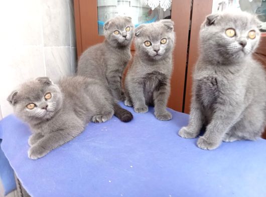 Teslimi Hazır Bebekteslimi Hazır Bebekler Uygun Puan