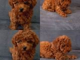 Her Renk Müthi̇ş Güzelli̇kte Orji̇nal Toy Poodle Yavrular