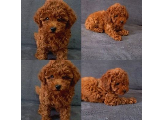 Her Renk Müthi̇ş Güzelli̇kte Orji̇nal Toy Poodle Yavrular görsel