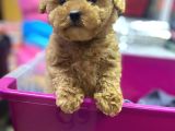 Orjinal Muhteşem Toy Poodle Lar