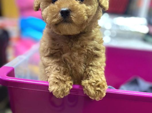 Orjinal Muhteşem Toy Poodle Lar görsel