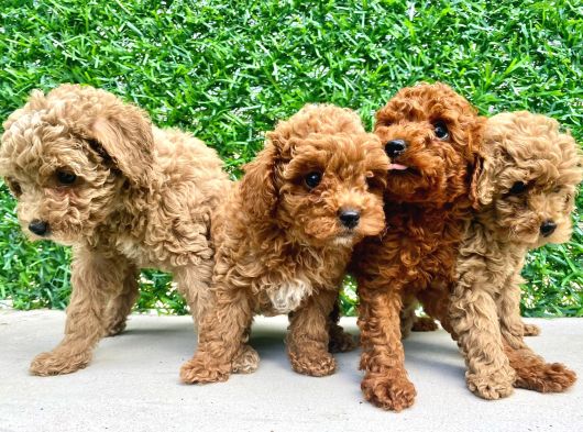 Orjinal Muhteşem Toy Poodle Lar