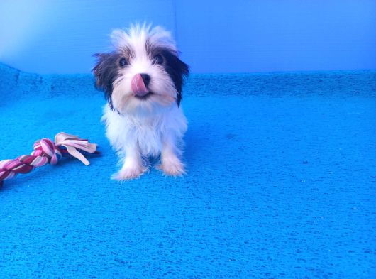 Gerçek Morki̇e Yavrular İstanbul Köpek Çi̇ftli̇ği̇nde görsel