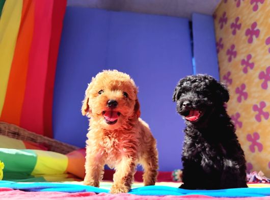 Orjinal Muhteşem Toy Poodle Lar görsel