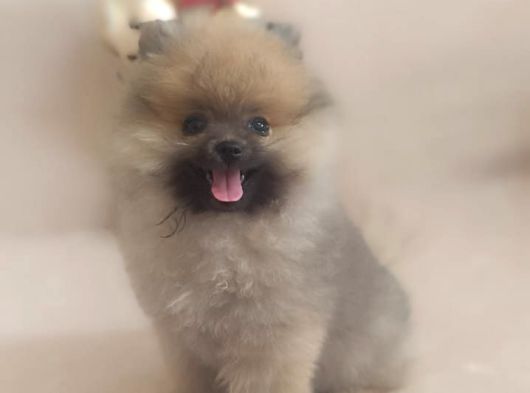 Pomeranian Tedy Bardak Boy Yavrular görsel