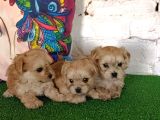 Gerçek Morki̇e Yavrular İstanbul Köpek Çi̇ftli̇ği̇nde