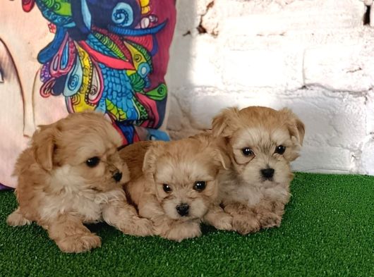 Gerçek Morki̇e Yavrular İstanbul Köpek Çi̇ftli̇ği̇nde görsel
