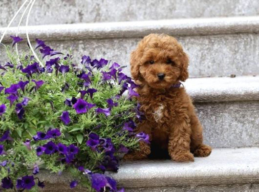 Her Renk Müthi̇ş Güzelli̇kte Orji̇nal Toy Poodle Yavrular görsel