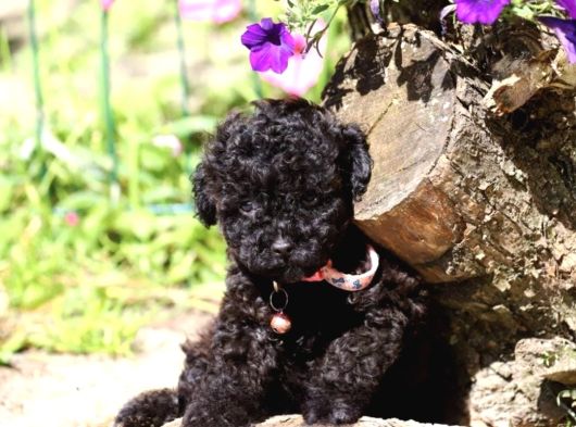 Her Renk Müthi̇ş Güzelli̇kte Orji̇nal Toy Poodle Yavrular görsel