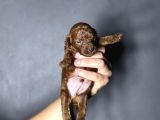 Kore Kan Sıfır Boy Kg Garantili Toy Poodle Yavrularımız