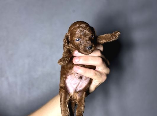 Kore Kan Sıfır Boy Kg Garantili Toy Poodle Yavrularımız