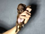 Kore Kan Sıfır Boy Kg Garantili Toy Poodle Yavrularımız