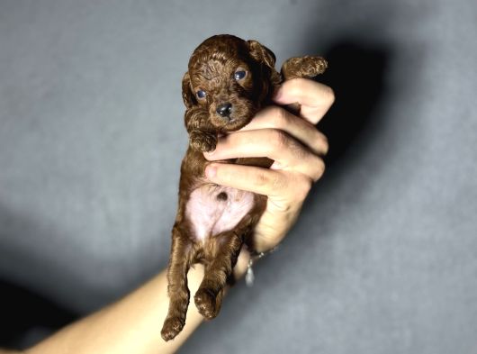 Kore Kan Sıfır Boy Kg Garantili Toy Poodle Yavrularımız görsel