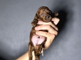 Kore Kan Sıfır Boy Kg Garantili Toy Poodle Yavrularımız