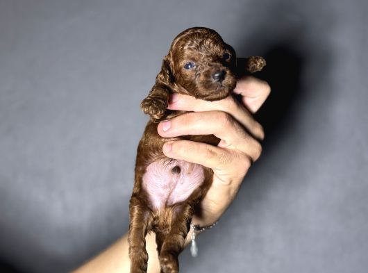 Kore Kan Sıfır Boy Kg Garantili Toy Poodle Yavrularımız görsel